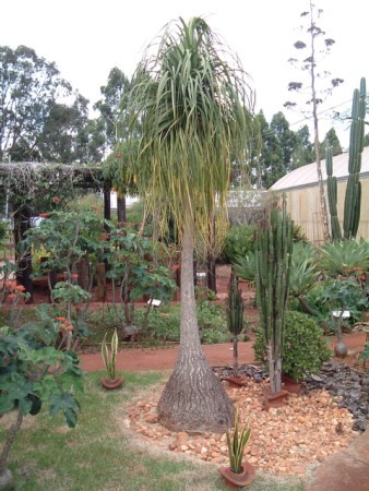 Beaucarnea recurvata